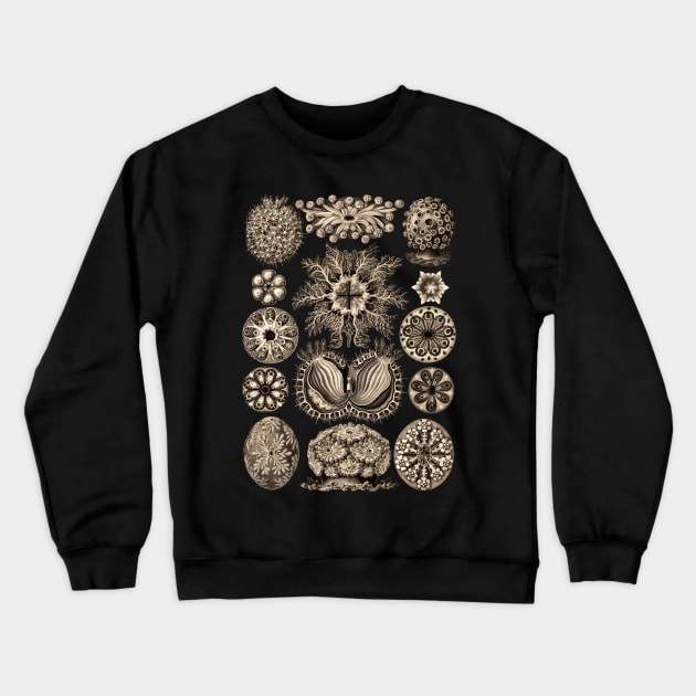 Ernst  Haeckel Ascidiae Sea Squirts  Wenge Crewneck Sweatshirt by Scientistudio